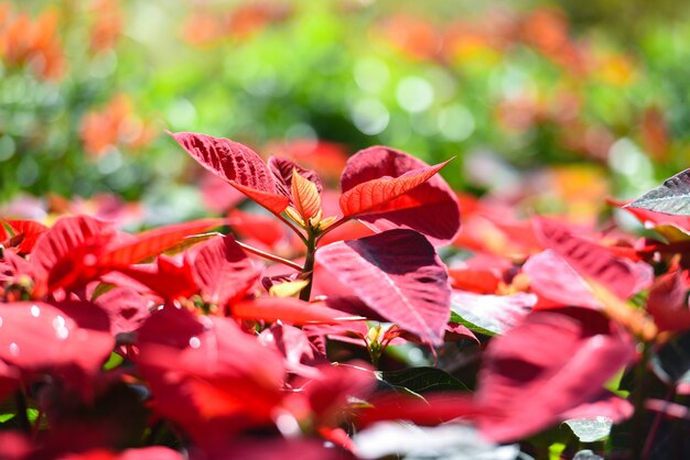 Rote poinsettia im garten mit hellem bokeh feierhintergrund - poinsettia-weihnachtstraditionelle blumendekorationen frohe weihnachten