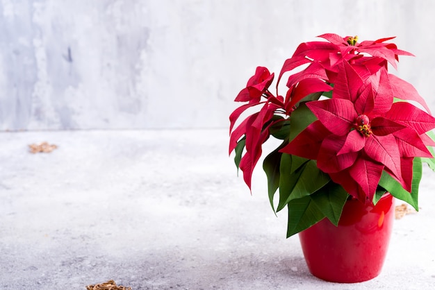 Rote Poinsettiaweihnachtsanlage auf einem Steingrau mit copyspace.