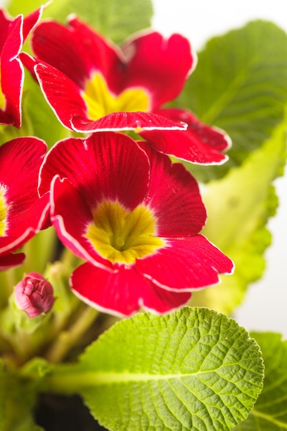 Rote Primelblüten mit Blättern hautnah