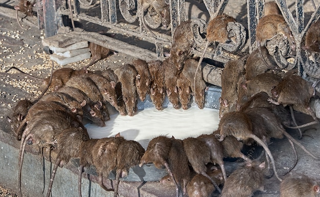 Rote Ratten trinken Milch im indischen Tempel Shri Karni