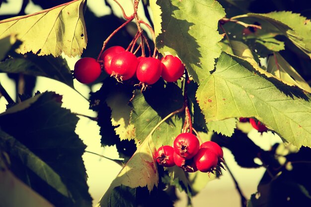 Rote reife Beeren von Weißdorn oder Dornenapfel. Crataegus, einsamige Weißdornpflanze.