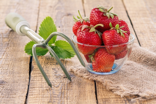 Rote reife Erdbeeren in Glasschüssel auf Sackleinen und Handrechen auf alten Holzbrettern.