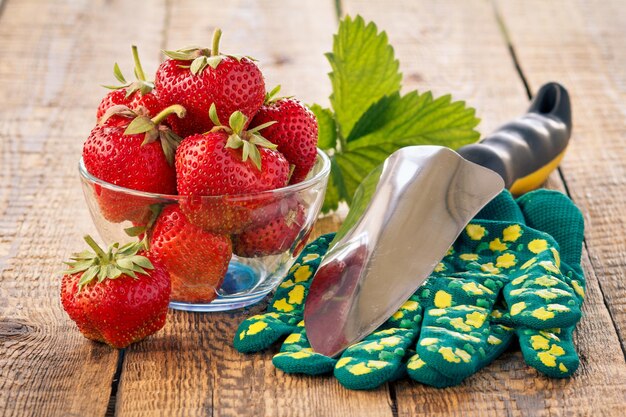 Rote reife Erdbeeren in Glasschüssel und Gartenschaufel mit Handschuhen auf alten Holzbrettern bei Tageslicht