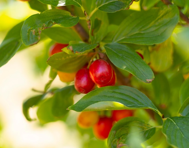 Rote reife Hartriegelbeeren Cornus mas auf einem Ast an einem sonnigen Tag in Griechenland