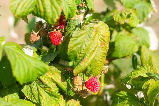 Foto rote reife himbeere wächst auf einem busch pflege von beerensträuchern