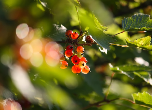 Rote reife Johannisbeeren im Sommergarten