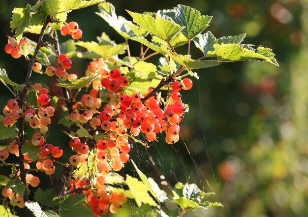 Rote reife Johannisbeeren im Sommergarten