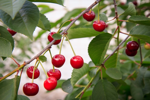 Rote reife Kirschen auf einem Baum vor grünen Blättern mit unscharfem Hintergrund an einem Sommertag.