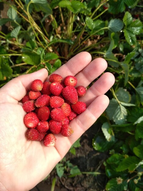 rote reife köstliche Beeren Erdbeeren in der Handfläche auf dem Hintergrund