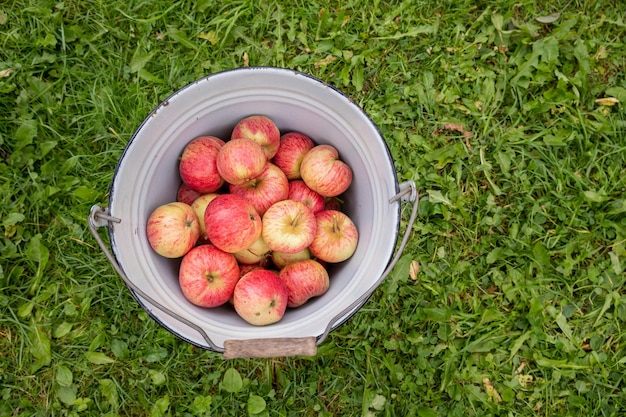 Rote reife Äpfel im rustikalen Eimer Konzept des Erntevollen Eimers mit roten Äpfeln, die im Herbst im Dorf zur Herstellung von Marmelade oder Saft geerntet werden