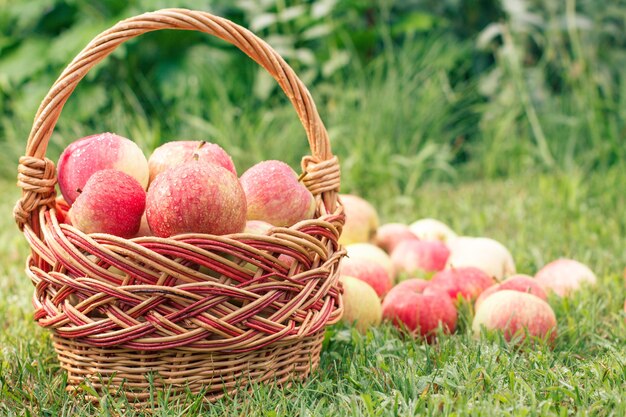 Rote reife Äpfel in einem Weidenkorb und auf grünem Gras im Obstgarten. Frische reife Äpfel im Sommergarten. Konzept der Natur Bio-Obst und gesundes Essen. Geringe Schärfentiefe