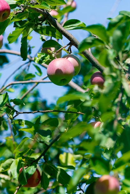 Rote reife Äpfel wachsen auf einem Ast unter dem grünen Laub.