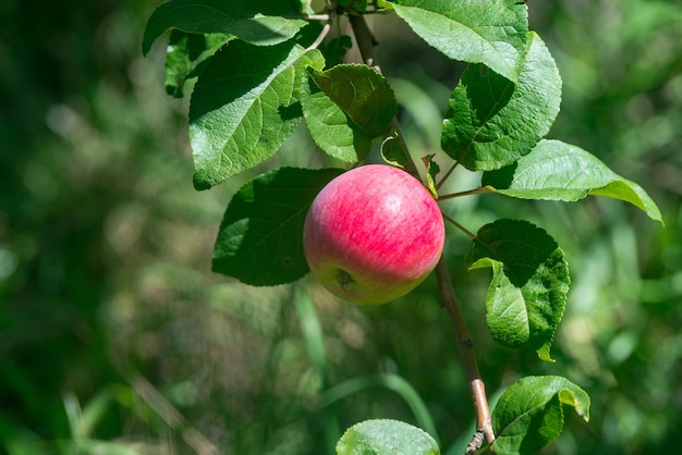 Rote reife Äpfel wachsen auf einem Ast zwischen den grünen Blättern