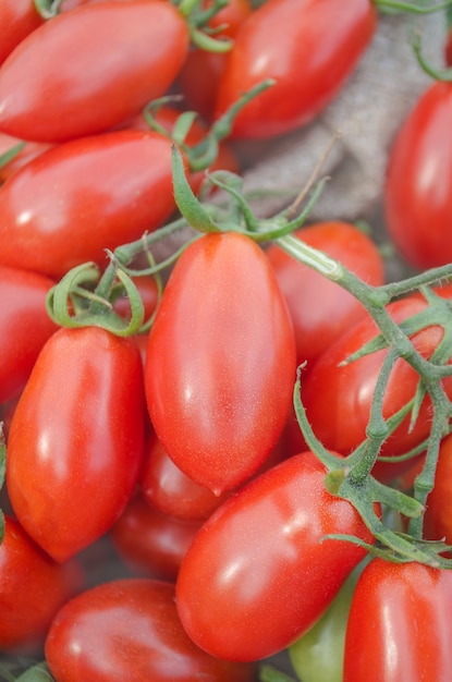 Rote reife Tomaten, die aus einer braunen Segeltuchtasche heraus stolpern