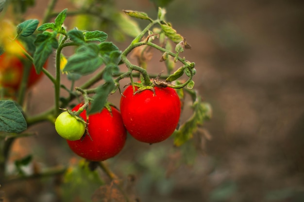 Rote reife Tomaten im Gewächshaus angebaut Gartentomate mit Kopierraum Geringe Schärfentiefe