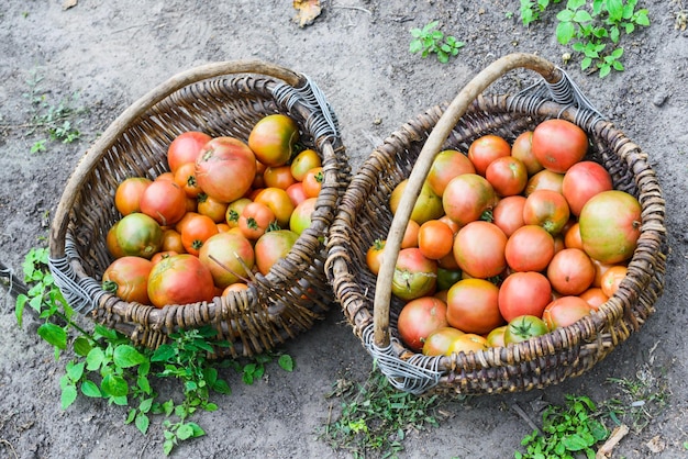 Rote reife Tomaten in zwei Weidenkörben