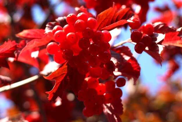 Rote reife Viburnumbeere im Herbst vor dem Hintergrund des blauen Himmels