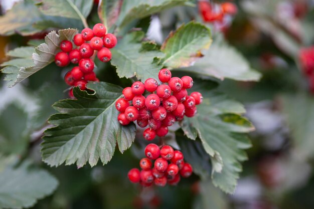 Rote reife Weißdornbeeren mit grünen Blättern