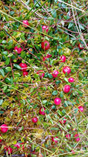 Rote reife wilde Preiselbeere auf grünem Sumpfmoos im Herbst