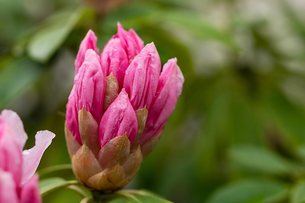 Rote Rhododendron-Blume, Nahaufnahme Bokeh