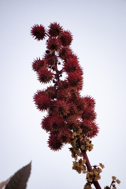 Rote Rizinuspflanze der Art Ricinus communis