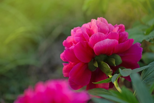 Rote rosa Pfingstrosen Rote trendige farbige Pfingstrose