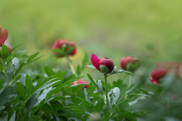 Rote rosa Pfingstrosen Rote trendige farbige Pfingstrose