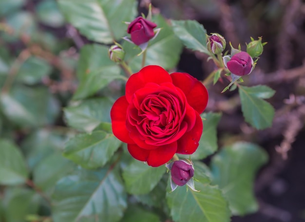 Rote Rose als Naturtalent