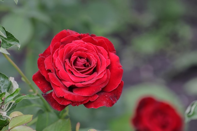 Rote Rose als Naturtalent