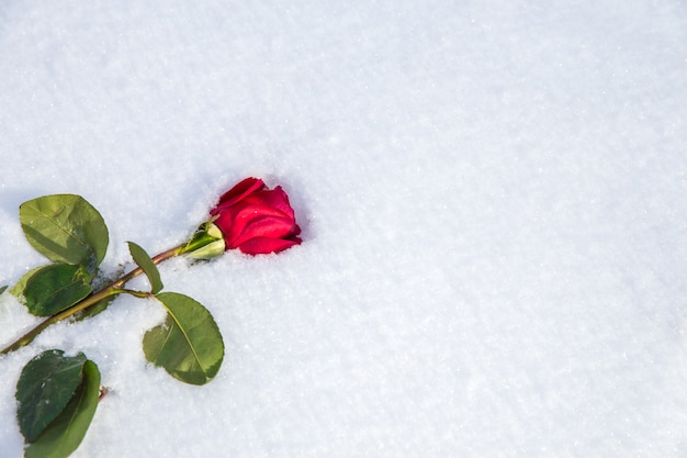 Rote Rose auf Schnee