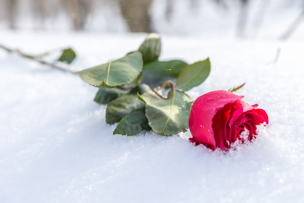 Rote Rose auf Schnee