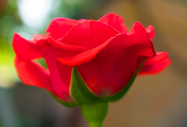 Rote Rose auf schwarzem Hintergrund