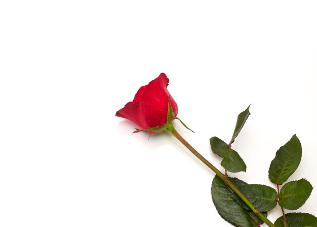Foto rote rose auf weißem hintergrund