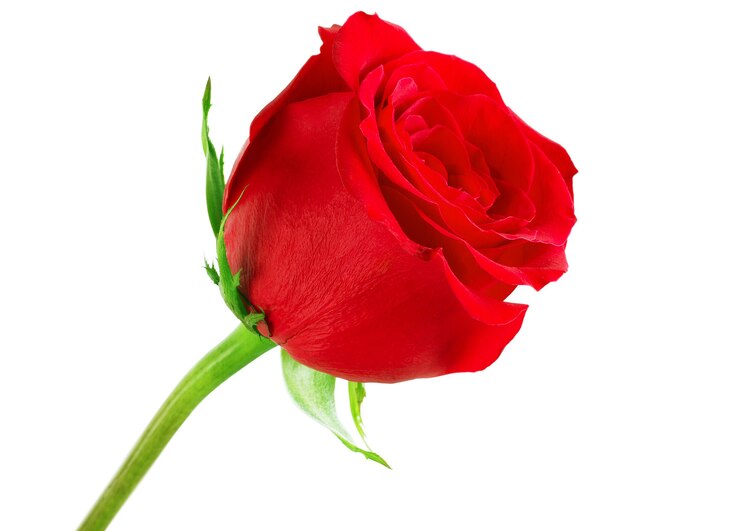 Foto rote rose auf weißem hintergrund