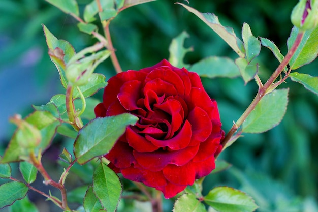 Rote Rose blüht auf einem Busch im Garten