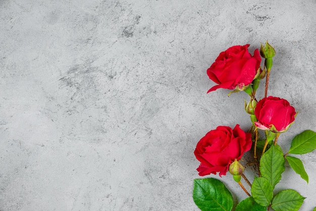 Rote Rose blüht Blumenstrauß auf grauem Betonhintergrund Flache Lage Frauentag oder Muttertag Hintergrund Draufsicht