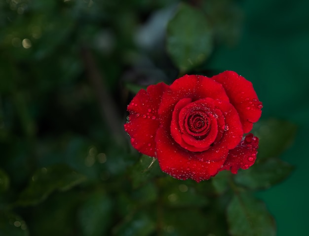 Rote Rose blüht für Liebeshochzeit und Valentinstag.