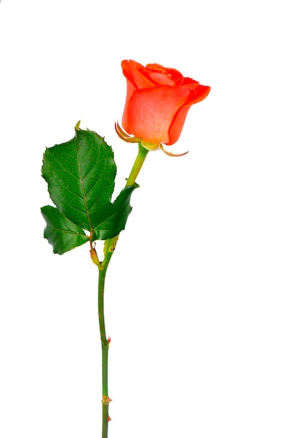 Rote Rose Blume mit Beschneidungspfad Seitenansicht Schöne einzelne rote Rose Blume am Stiel mit Blättern isoliert auf weißem Hintergrund Natur-Objekt für Design zum Valentinstag Muttertag Jubiläum