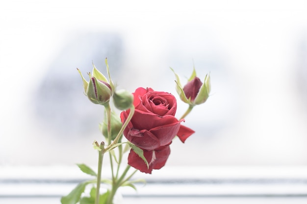 rote Rose Blume