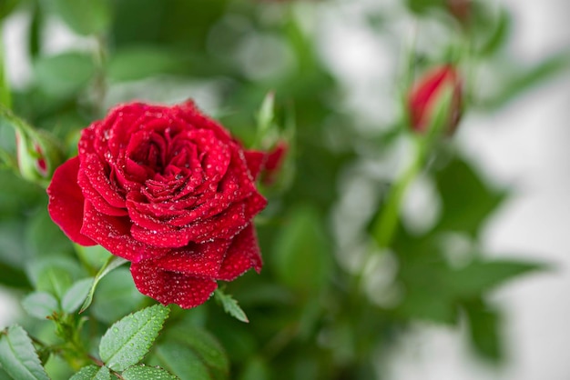 Rote Rose des kleinen Gartens mit Regentropfen
