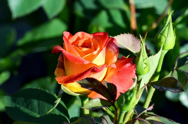 Rote Rose, die in der Gartennahaufnahme blüht