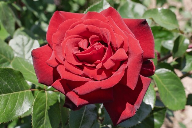 Rote Rose Flower Blooming