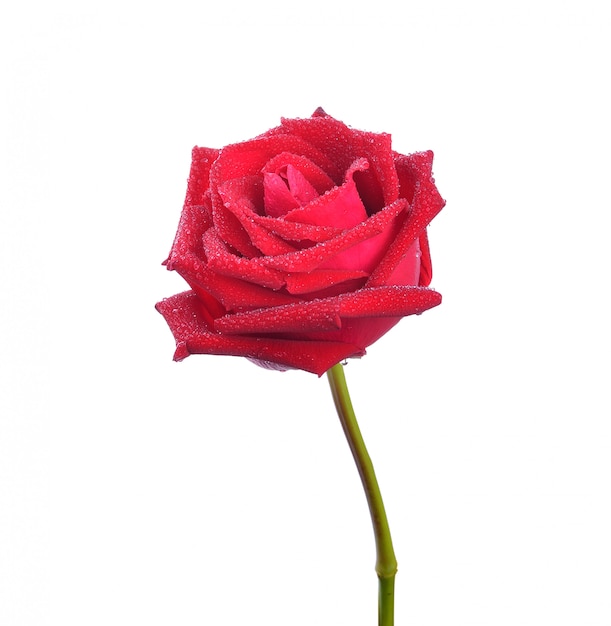 Rote Rose getrennt auf weißem Hintergrund