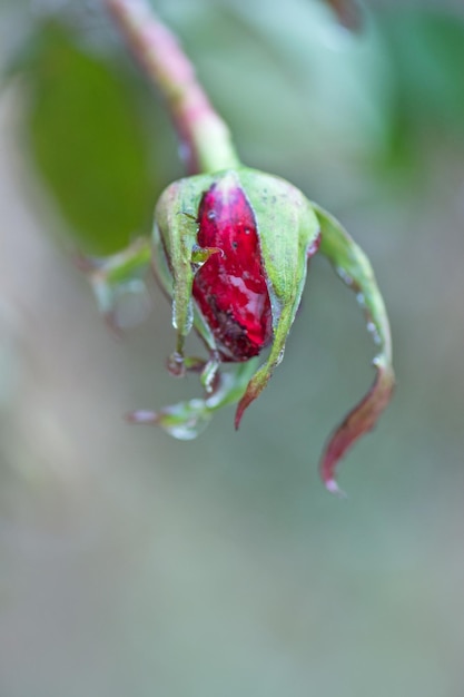 Rote Rose im Eis Rosenblüte im ersten Frost