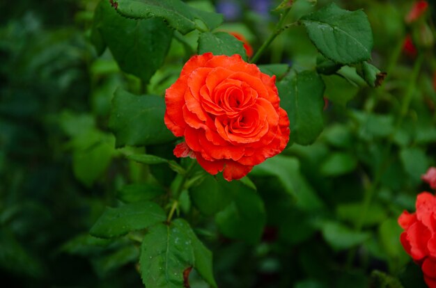 Rote Rose im Garten an einem sonnigen Sommertag