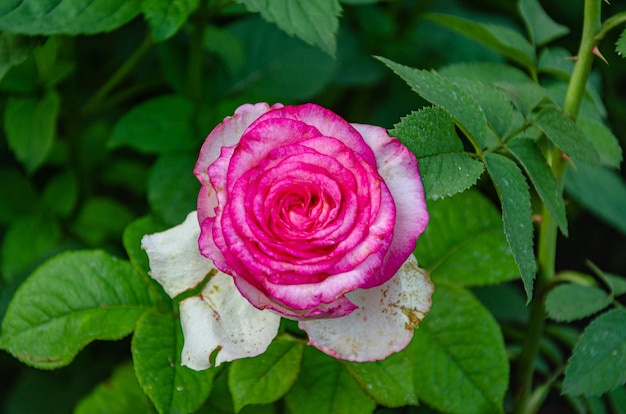 Rote rose im garten an einem sonnigen sommertag