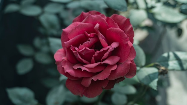 Rote Rose im Garten Einzelne Rose im Garten