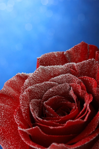 Rote Rose im Schnee auf blauem Hintergrund