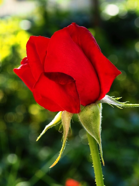 Rote Rose im Sommergarten