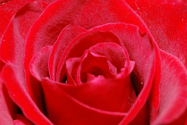 Rote Rose in der Nähe